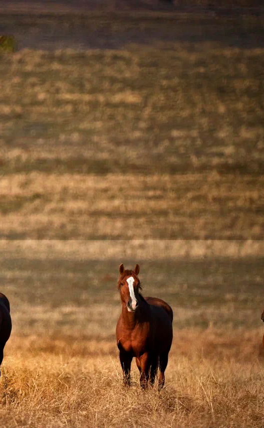 Государственный природный заповедник  «Ростовский». 