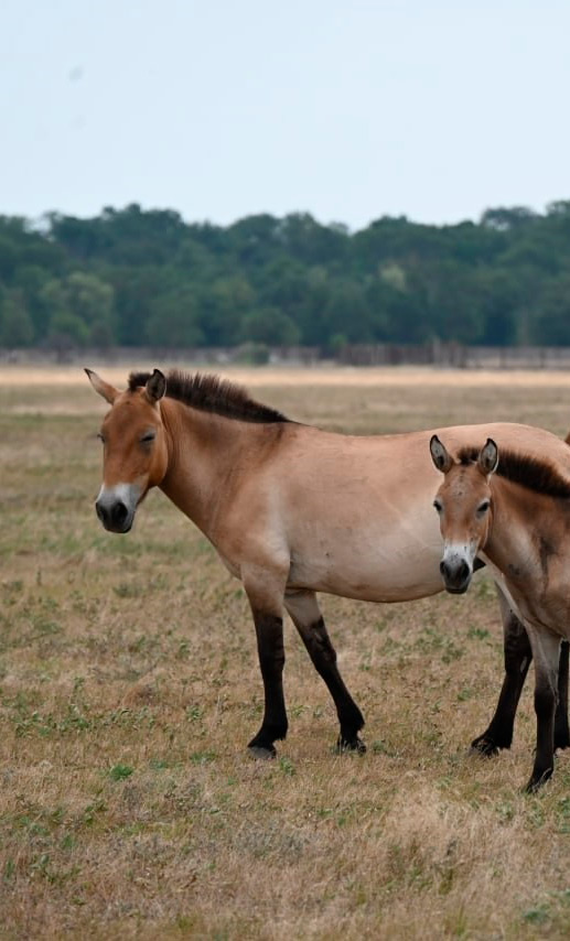 Биосферный заповедник «Аскания-Нова» им. Ф.Э. Фальц-Фейна. 