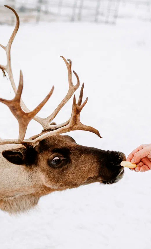 Ферма «Оленево». 