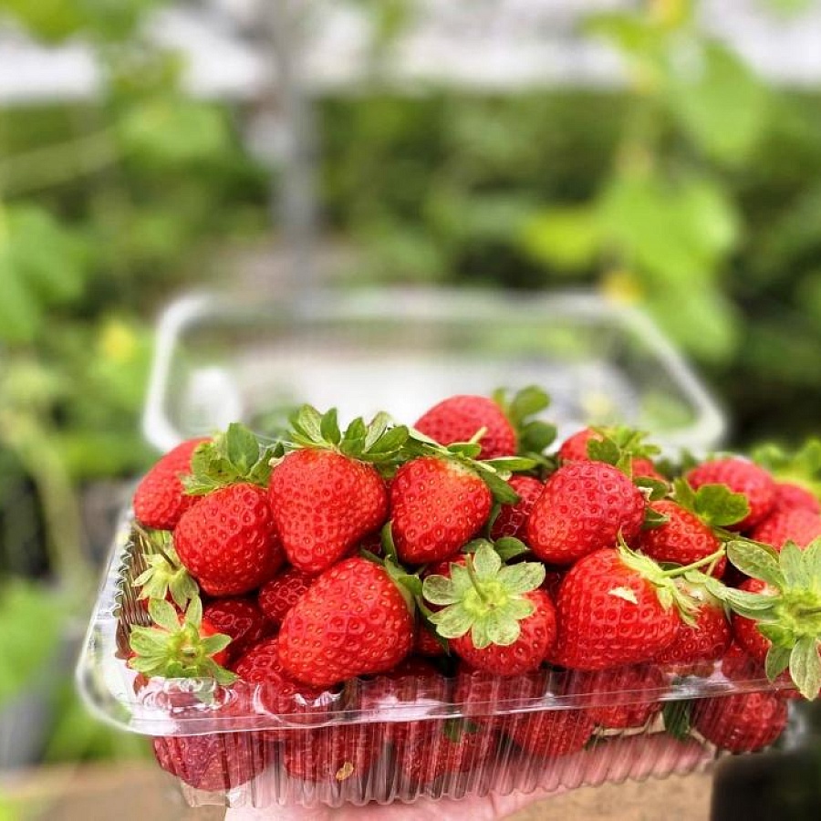 Клубничная ферма Вороновых-Бурковских. 