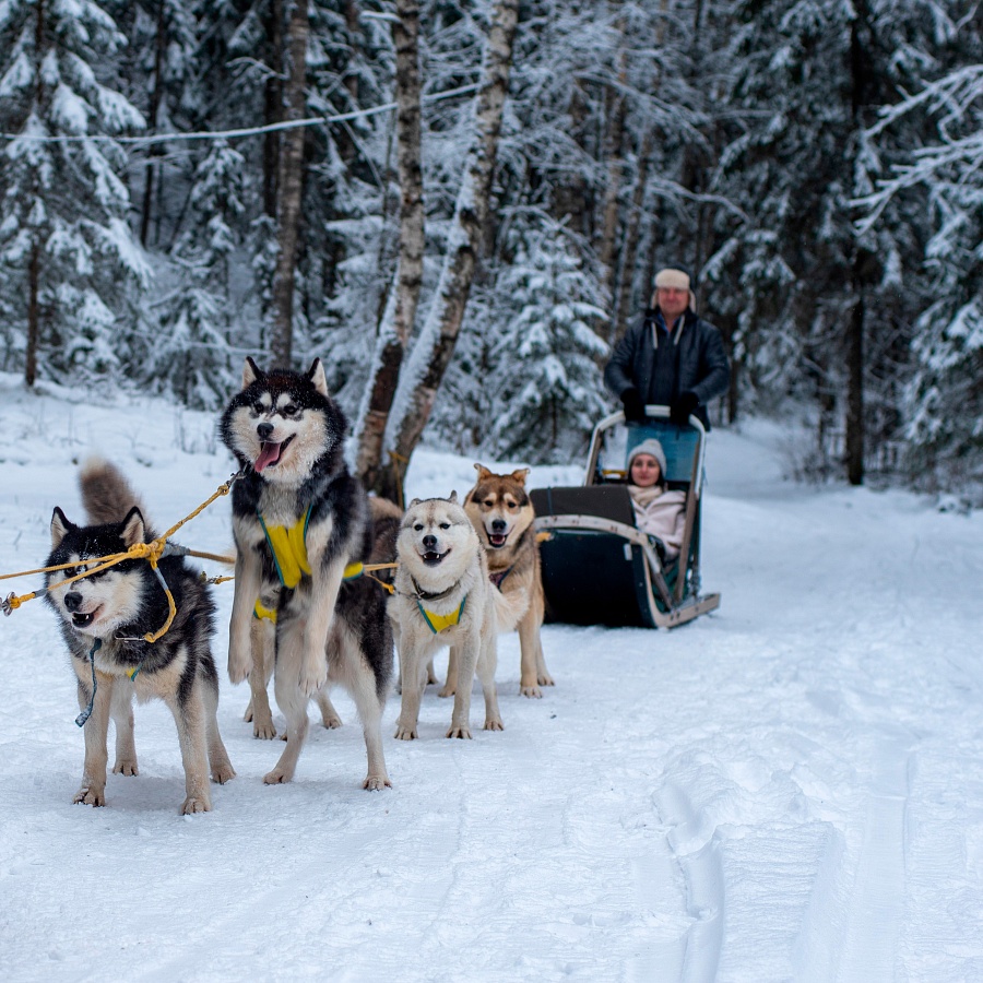 Катание на собачьих упряжках. 