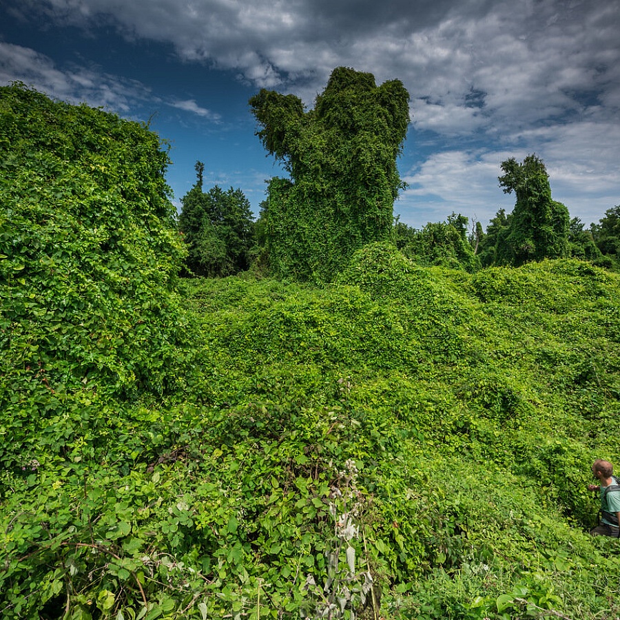 Самурский лес. 