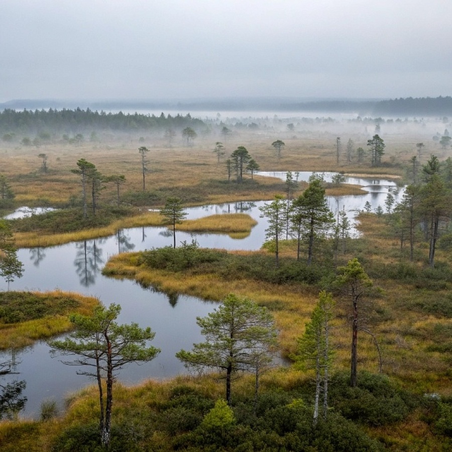 Заповедник «Васюганский» (Васюганские болота). 