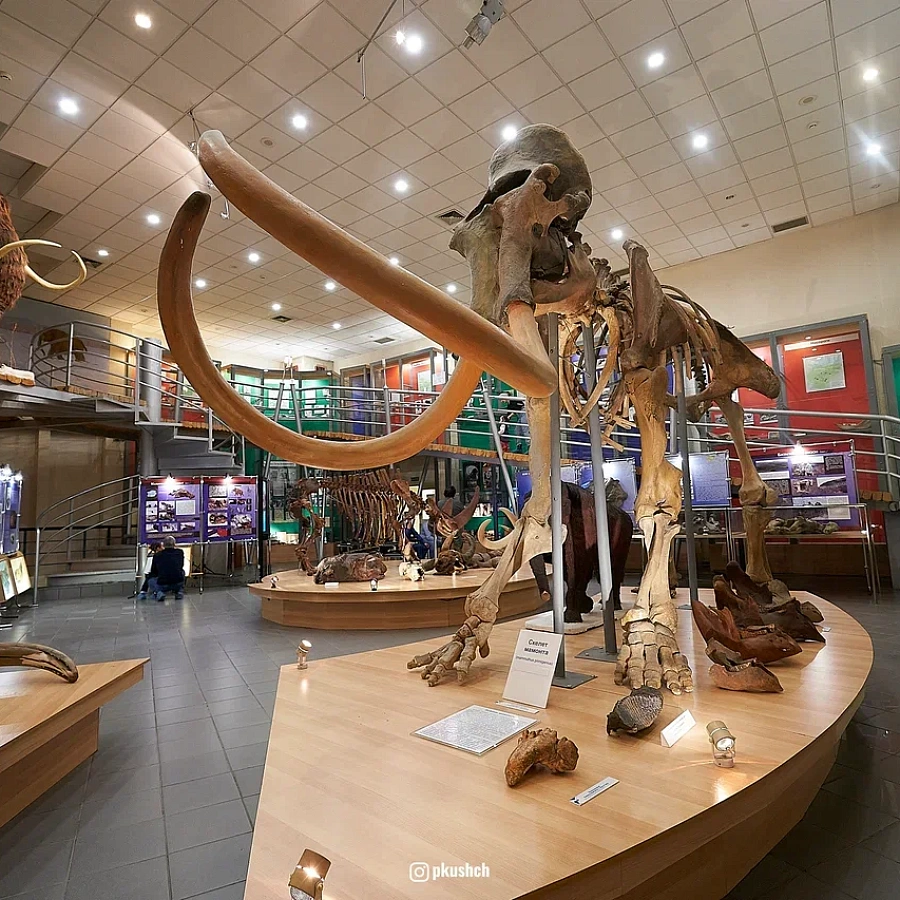 Музей мамонта им. П.А. Лазарева. 