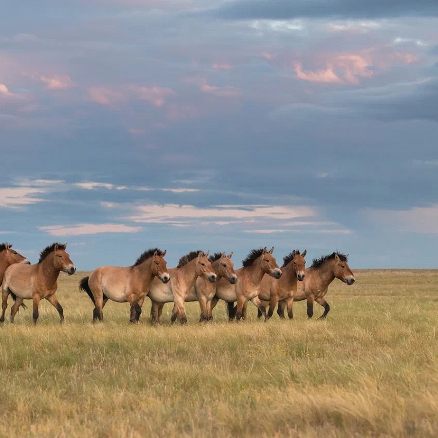 Государственный природный заповедник «Оренбургский». 