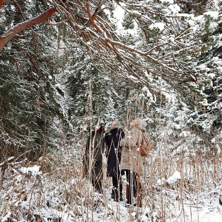 Заколдованный лес. 