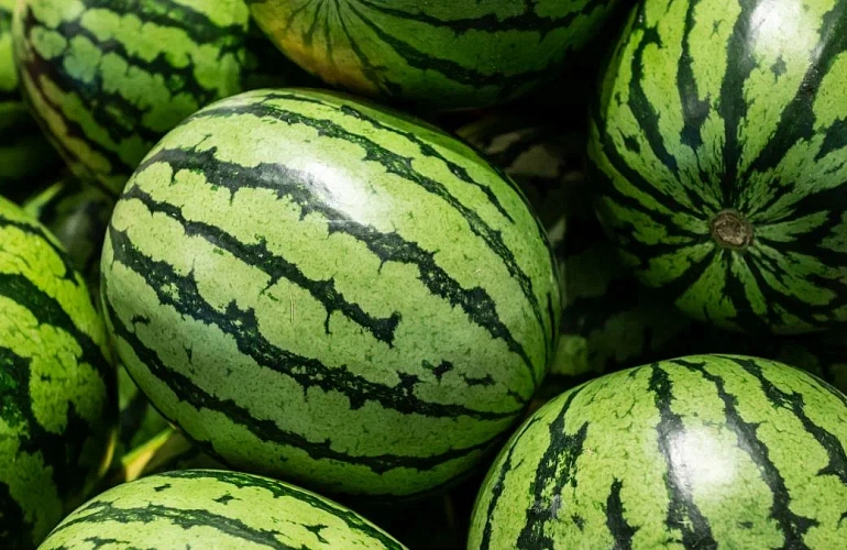 Херсонский Арбуз. 