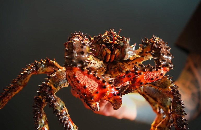 Рыбный рынок «Урожай». 