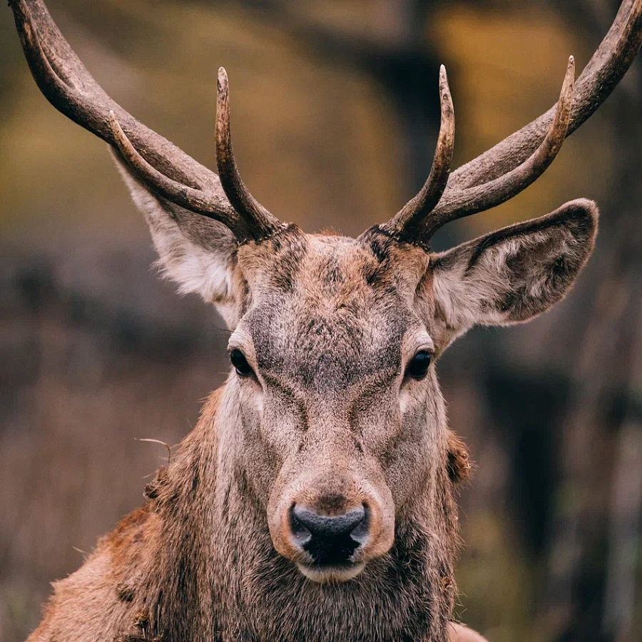 Парк Олений. 
